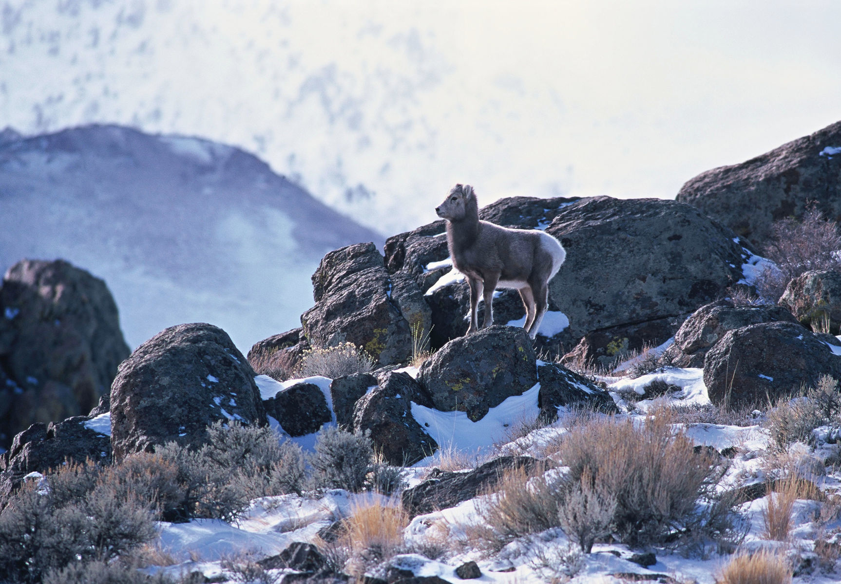 Rocky Mountain Bighorn Sheep
